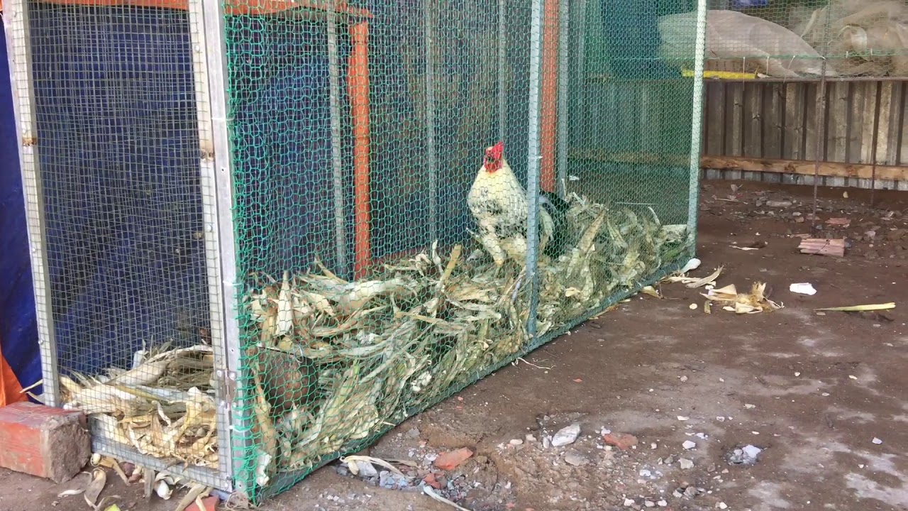 cách làm chuồng gà bằng lưới