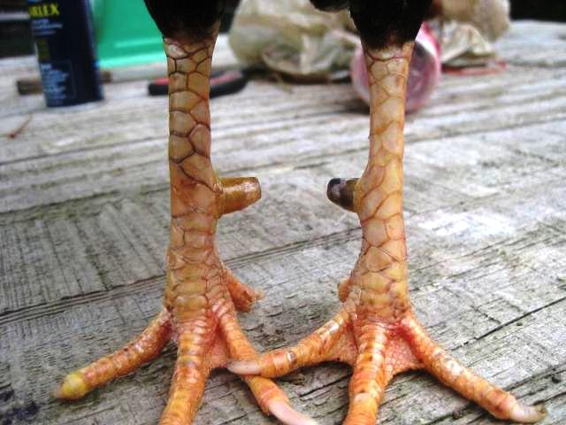 chân gà chọi đẹp