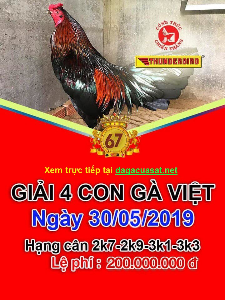Giải gà Việt ngày 30/5/2019
