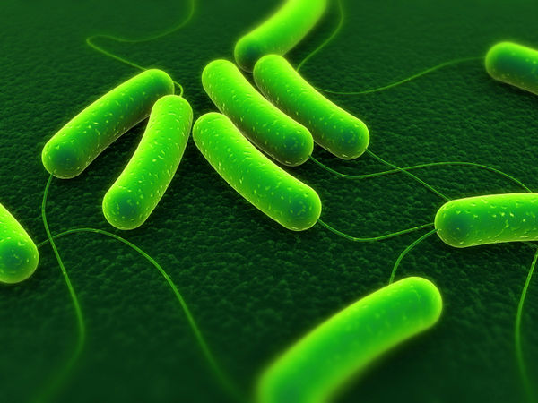 vi khuẩn Escherichia coli